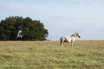 Obraz na płótnie Canvas Lonely spotted horse on blue sky background