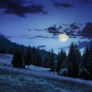 coniferous forest on a  mountain slope in moon light