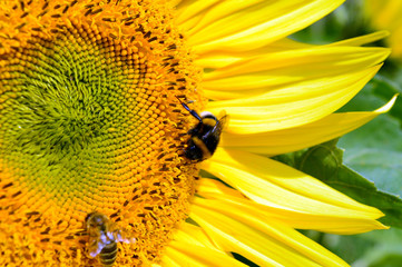 Biene auf einer Sonnenblume
