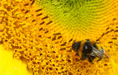 Biene auf einer Sonnenblume