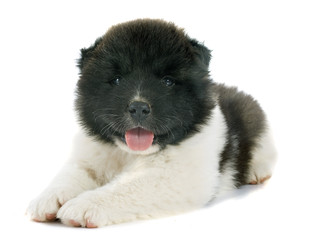 Fototapeta premium puppy american akita