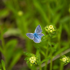 Голубая бабочка с оторванным крылом на зеленом фоне.