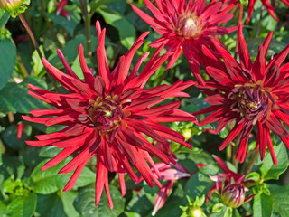 Dahlien