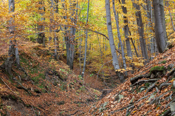 silver-beech tree trunks against the dry leaves