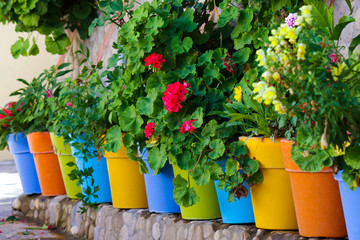 Flowers in colorful pots