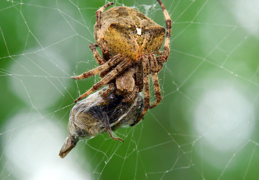 spider eats its prey macro