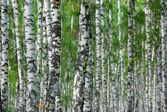 nice summer birch forest background