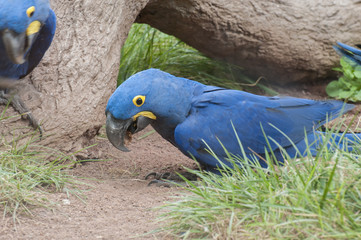 parrots in their jungle