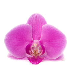 Naklejka na ściany i meble Single orchid flower