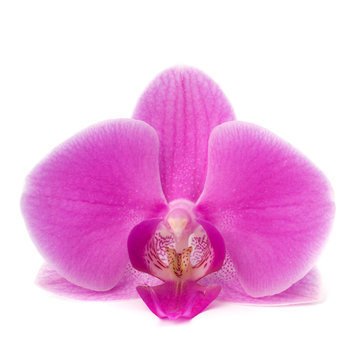 Single orchid flower