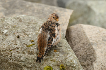 Пуночка (лат. Plectrophenax nivalis)