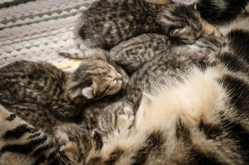 cat lying and feeds the kittens