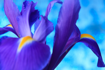 Fototapeta na wymiar Beautiful blue iris flowers background