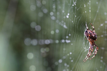 Spinne