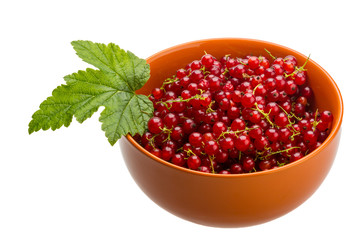 Red currant