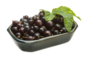 Black currant