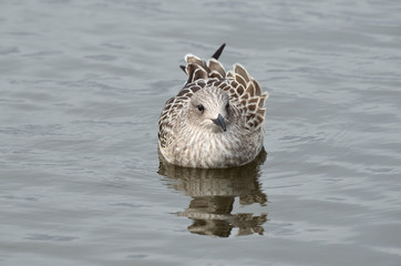Подросший птенец чайки клуши