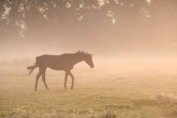 horse walking in morning mist