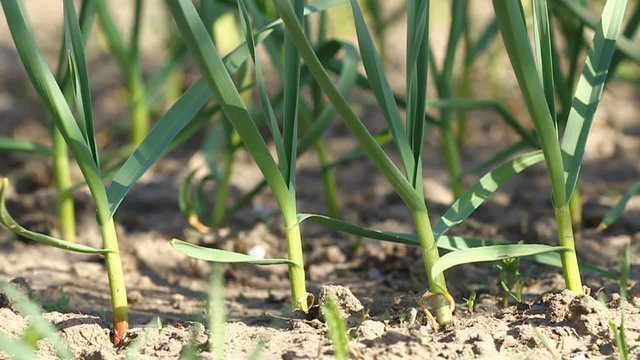 Green garlic plants on the wind