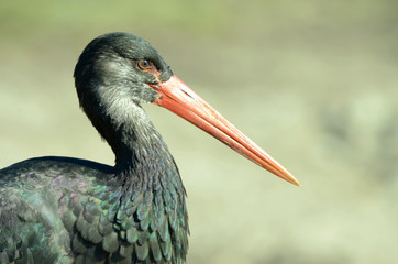 Black Stork