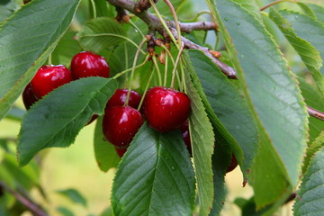 Kirschen - Cherries