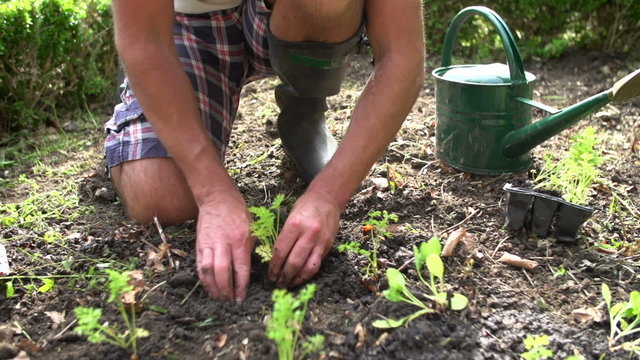 Close Up Of Man Planting Seedlings In Ground On Allotment