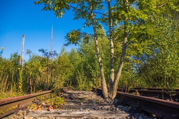 Gewachsener Baum bremst Schienenverkehr