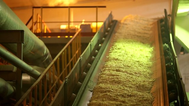 sugar beet plant