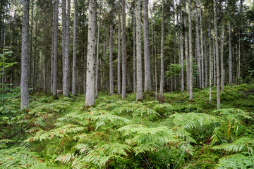 Old forest with moss covered trees and rays of sun