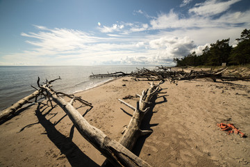 beach skyline with old tree trunks in water