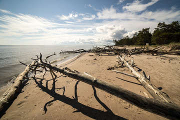 beach skyline with old tree trunks in water