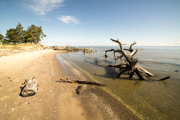 beach skyline with old tree trunks in water