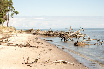 Fototapeta na wymiar beach skyline with old tree trunks in water