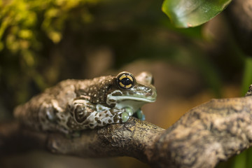 Fire-bellied toad,