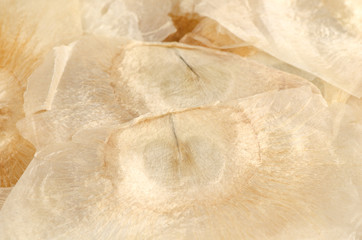 Oroxylum indicum (L.) Kurz seeds.