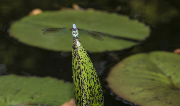Green Darner or Common Green Darner (Anax junius)