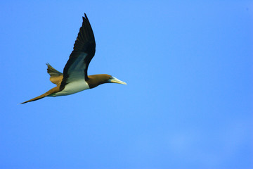 Brown Booby (Sula leucogaster) in Japan