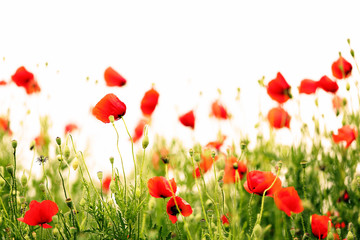 Poppy flowers, outdoors