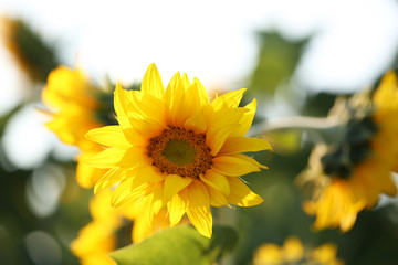 Beautiful sunflowers field