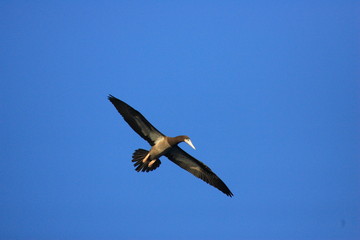 Brown Booby (Sula leucogaster) in Japan
