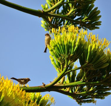 Canary Birds On Agave Flowers