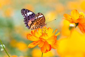 The Persian chrysanthemum Butterfly