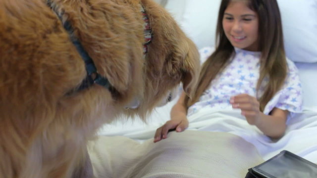 Young Girl Being Visited In Hospital By Therapy Dog