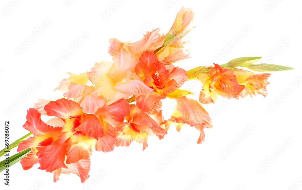 Poster beautiful gladiolus flowers, isolated on white