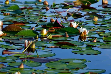 Photo sur Plexiglas Nénuphars White water lilies