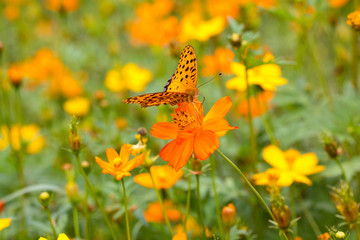 The Persian chrysanthemum Butterfly