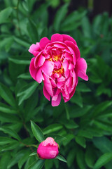 Pivoine
