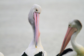 Fototapeta na wymiar Australian pelican (Pelecanus conspicillatus) in Cairns, Austral