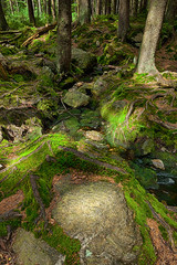 The primeval forest with the creek - HDR