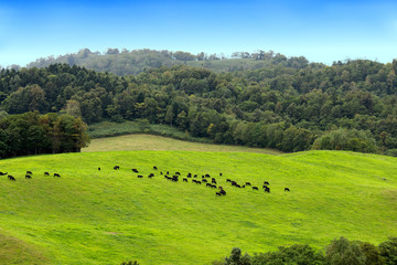 Fototapeta na wymiar 高原で草を食（は）む黒い牛たち